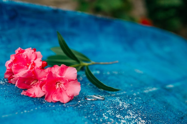 Foto close-up di un fiore di rosa rosa