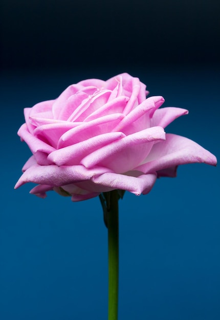 ピンクのバラの花のクローズアップ