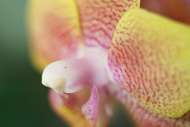 Foto close-up di un fiore di rosa rosa