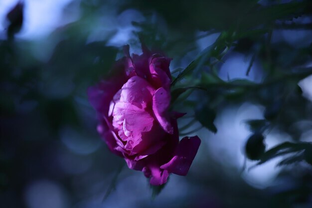 Photo close-up of pink rose flower