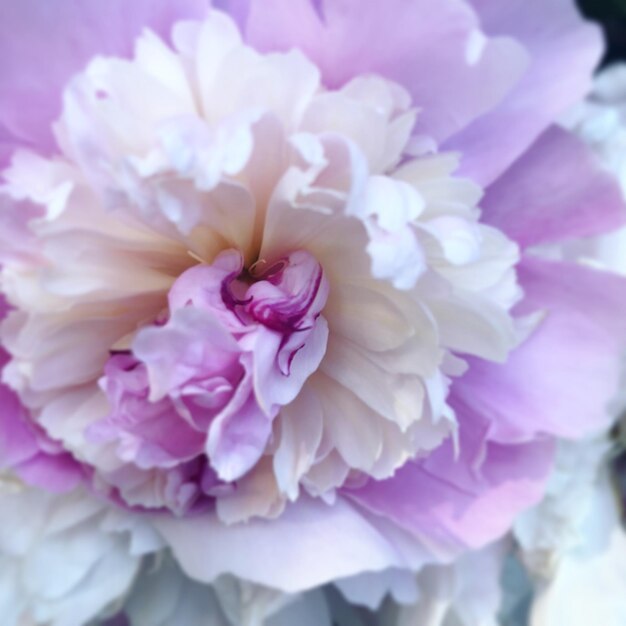 Close-up of pink rose flower