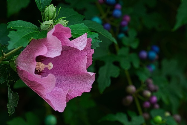 Foto close-up di un fiore di rosa rosa