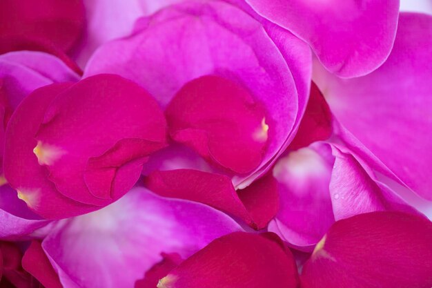 Close-up of pink rose flower