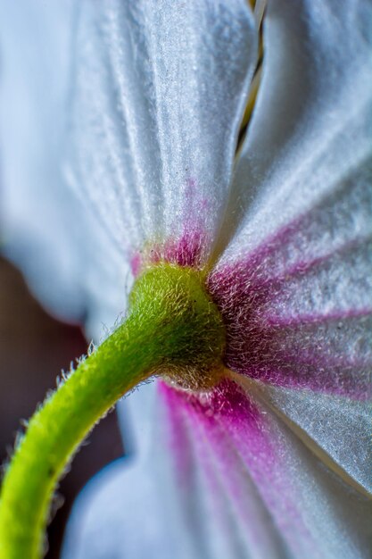 Foto close-up di un fiore di rosa rosa