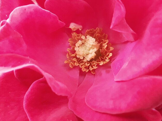 Foto close-up di un fiore di rosa rosa