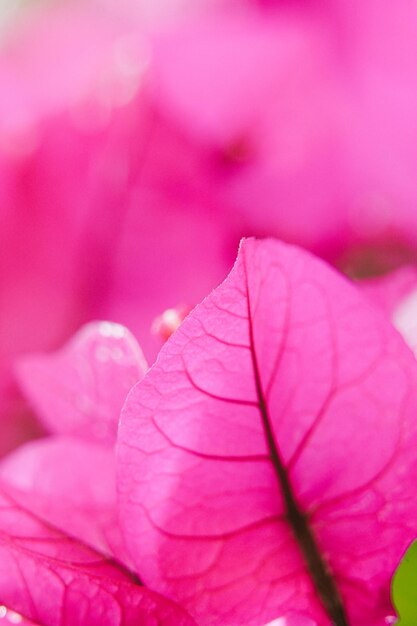 Foto close-up di un fiore di rosa rosa