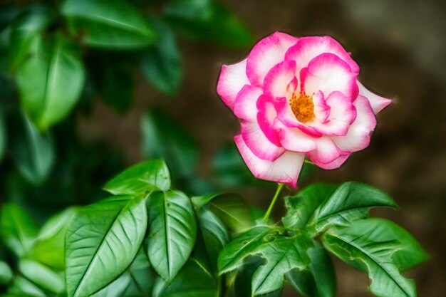 Foto close-up di un fiore di rosa rosa