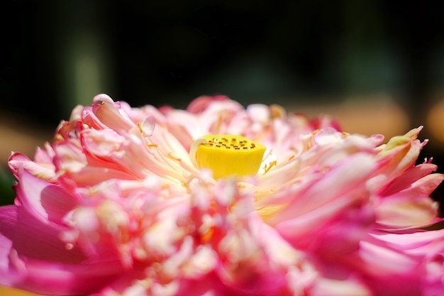 Foto close-up di un fiore di rosa rosa