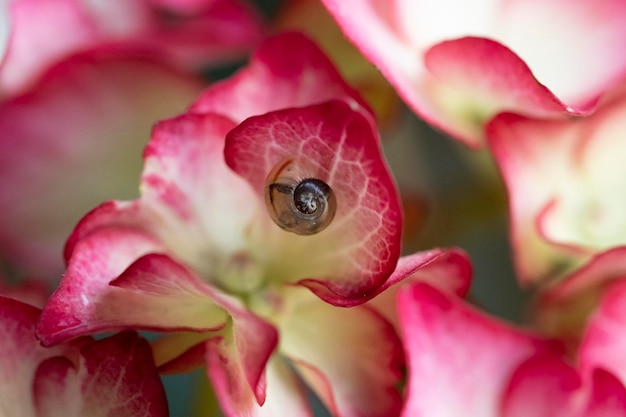 Foto close-up di un fiore di rosa rosa