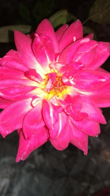 Photo close-up of pink rose flower