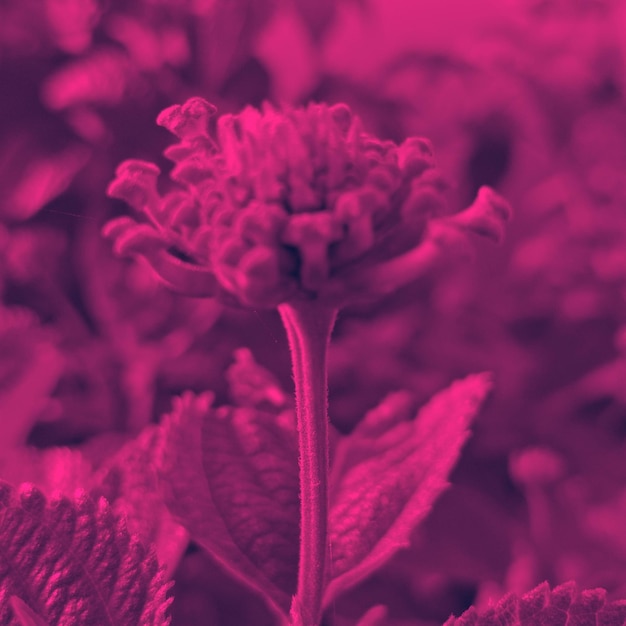 Foto close-up di un fiore di rosa rosa