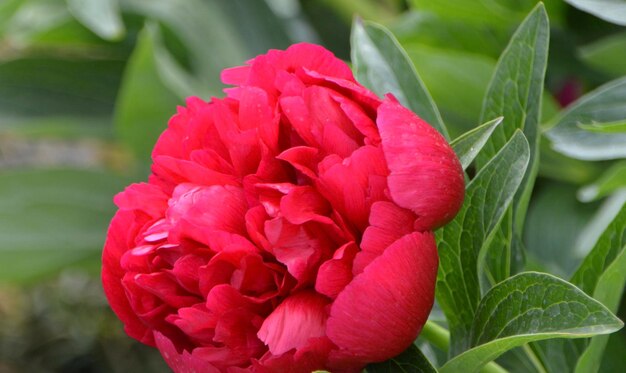 Photo close-up of pink rose flower