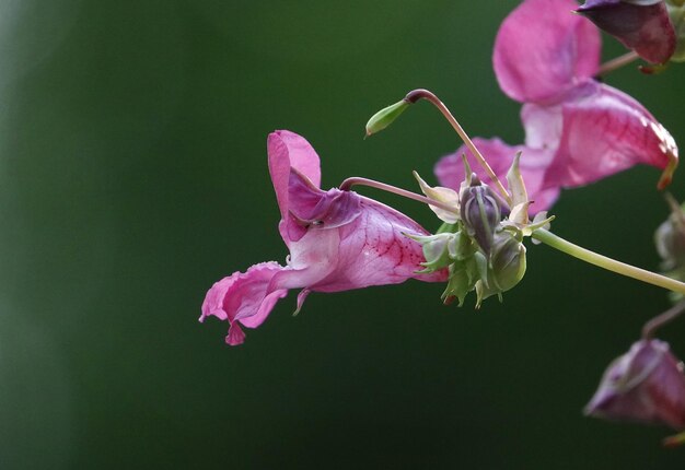 Close-up of pink rose flower