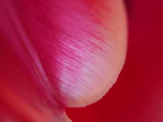 Photo close-up of pink rose flower