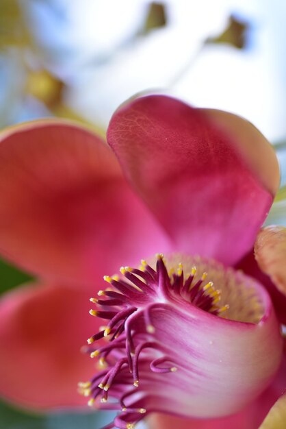 Photo close-up of pink rose flower