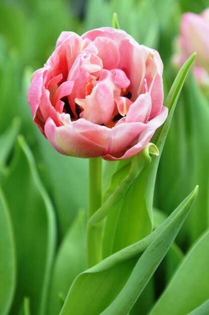 Foto close-up di un fiore di rosa rosa