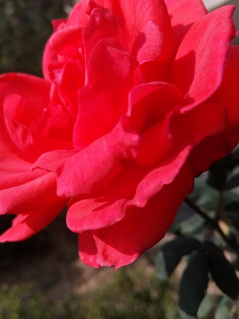 Close-up of pink rose flower