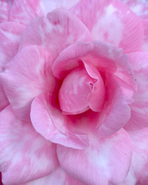 Foto close-up di un fiore di rosa rosa