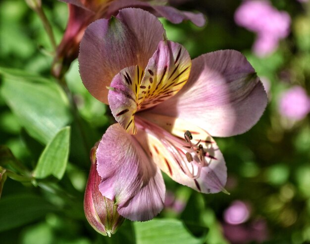 Photo close-up of pink rose flower