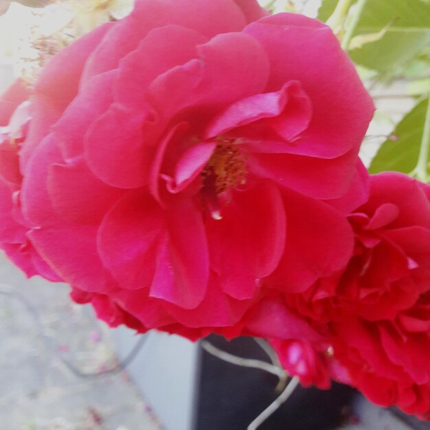 Close-up of pink rose flower