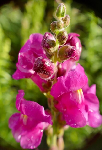 Close-up of pink rose flower