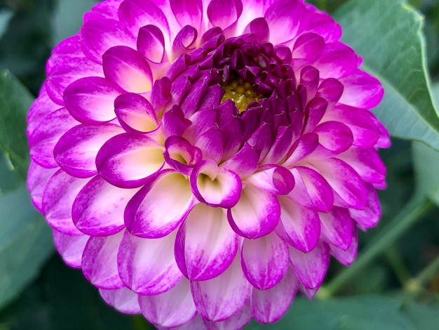 Foto close-up di un fiore di rosa rosa