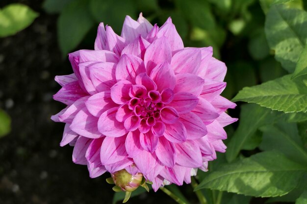 Foto close-up di un fiore di rosa rosa