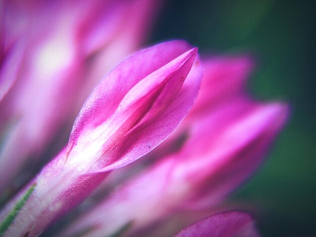 Close-up of pink rose flower