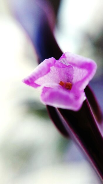 Close-up of pink rose flower