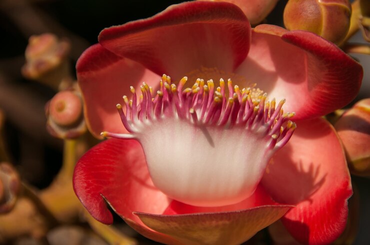 Photo ピンクのバラの花のクローズアップ