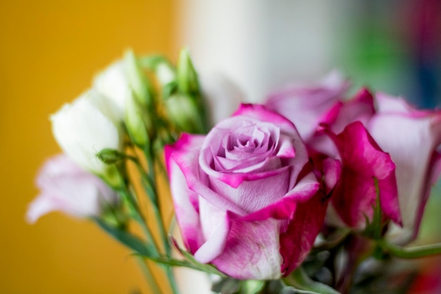 Close-up of pink rose flower