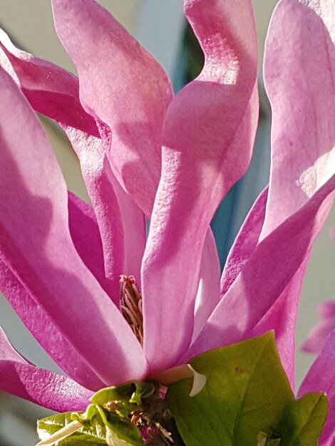 Close-up of pink rose flower