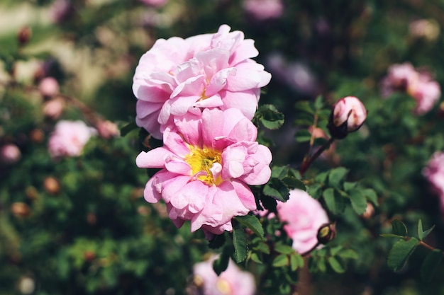 화창한 날 정원에 있는 분홍색 장미꽃 클로즈업 아름다운 다년생 꽃이 만발한 관목 선택적 초점은 자연 배경을 흐리게 합니다