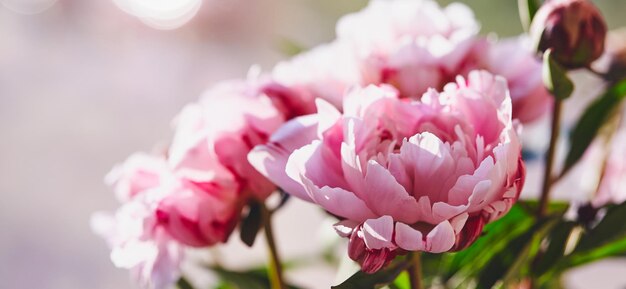 Close-up of pink rose flowers