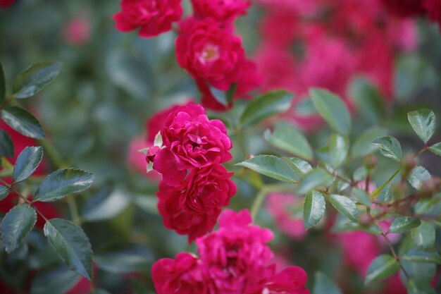 Photo close-up of pink rose flowers