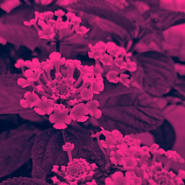 Close-up of pink rose flowers