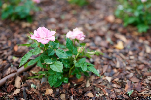 Close-up of pink rose in the garden