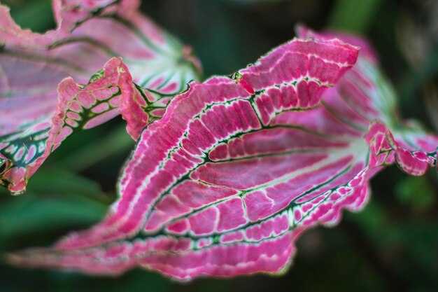 Foto close-up di foglie di rosa rosa