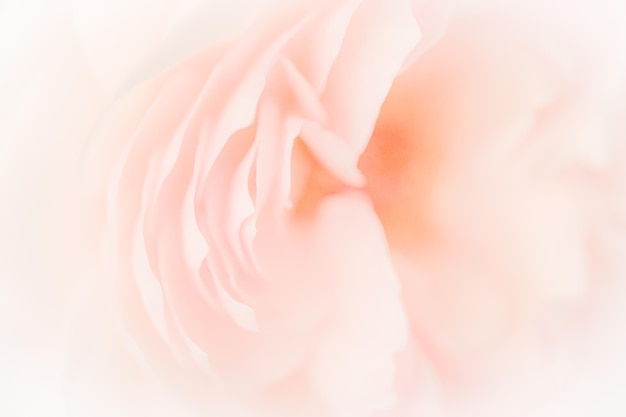 Foto primo piano di petali di rosa rosa su sfondo rosa chiaro filtro morbido