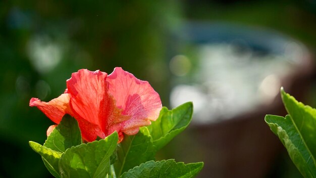 Close-up of pink rose plant