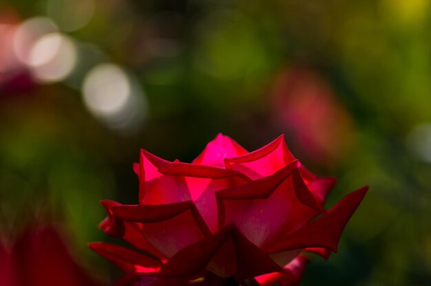 Close-up of pink rose plant