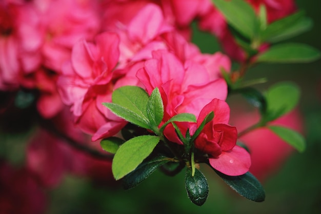 Photo close-up of pink rose plant