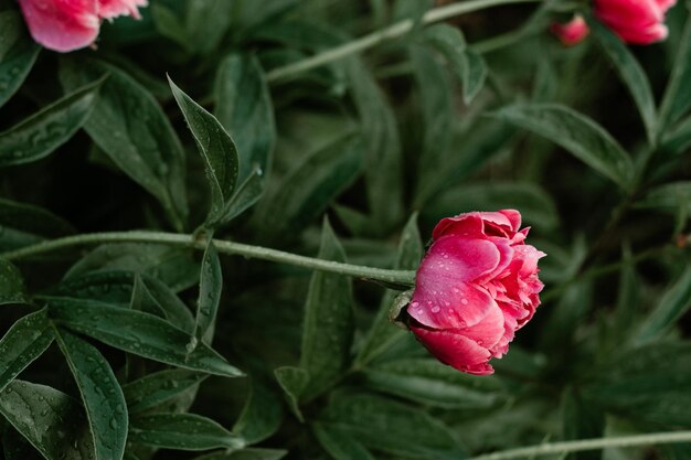 Photo close-up of pink rose plant