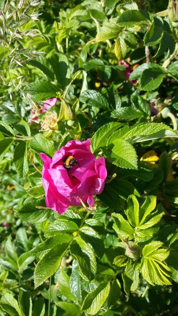 Foto prossimo piano della rosa rosa