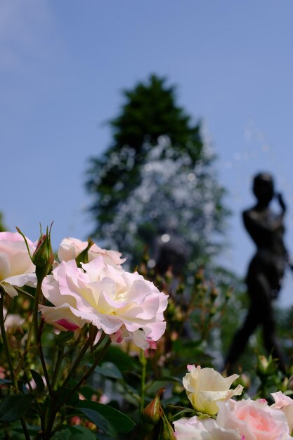 Close-up of pink rose plant