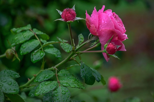 Close-up of pink rose plant