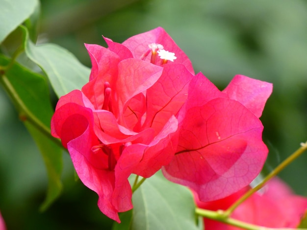 Photo close-up of pink rose plant