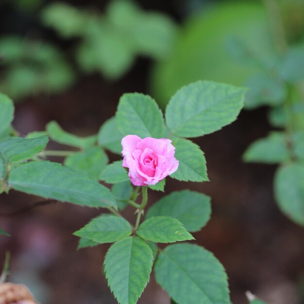 Photo close-up of pink rose plant