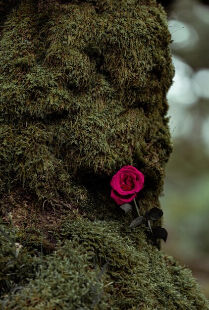 Photo close-up of pink rose on plant