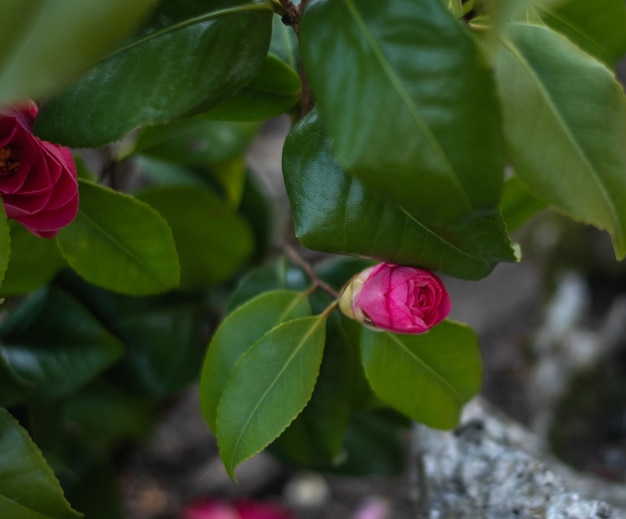 Close-up of pink rose plant